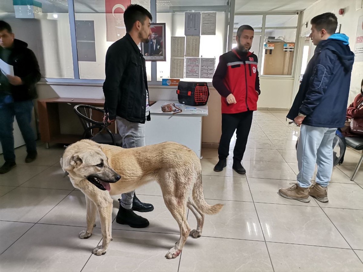 Kahramanmaraş’ta 2 bin 815 hayvana çip takıldı 