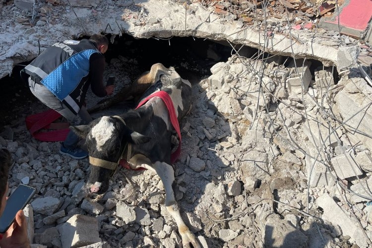 17 gündür Antakya'da enkaz altında olan inek canlı kurtarıldı