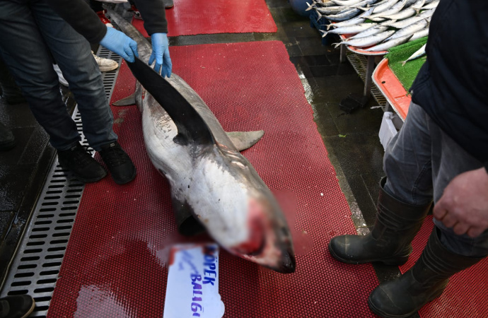 Kayseri’de köpekbalığı satan firmaya 33 bin lira ceza