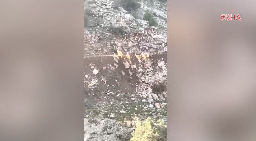 Deprem anında dağ keçilerinin kaçışı kamerada 