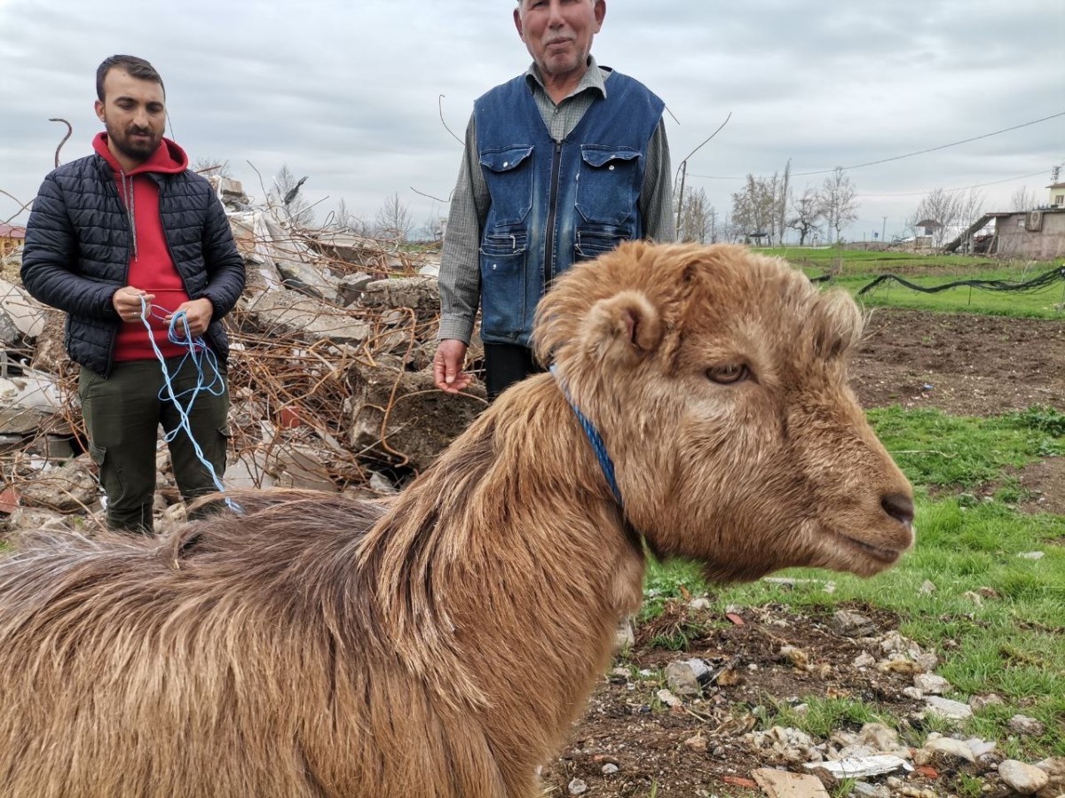 Kahramanmaraş'ta Kınalı keçi 47'nci günde enkazdan sağ çıktı!