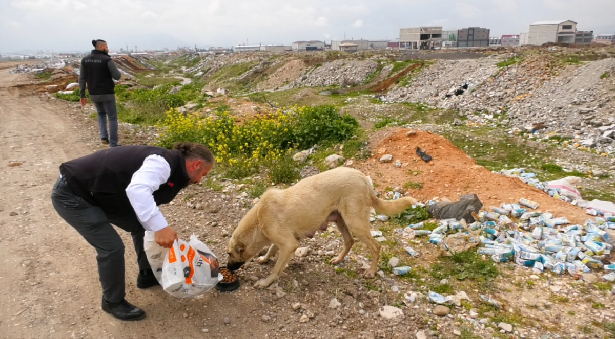 Hasene Vakfı gönüllüleri sokak hayvanlarını da unutmadı