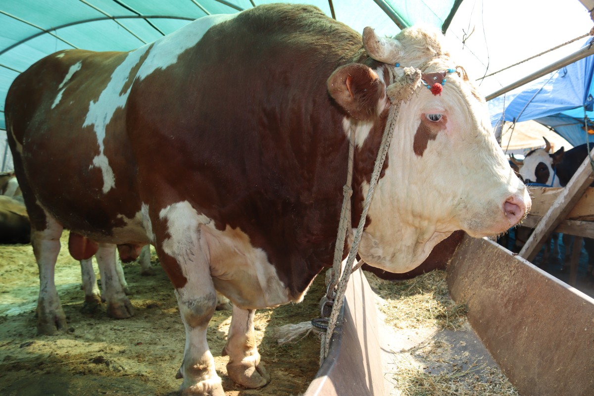1 ton 650 kilogramlık 