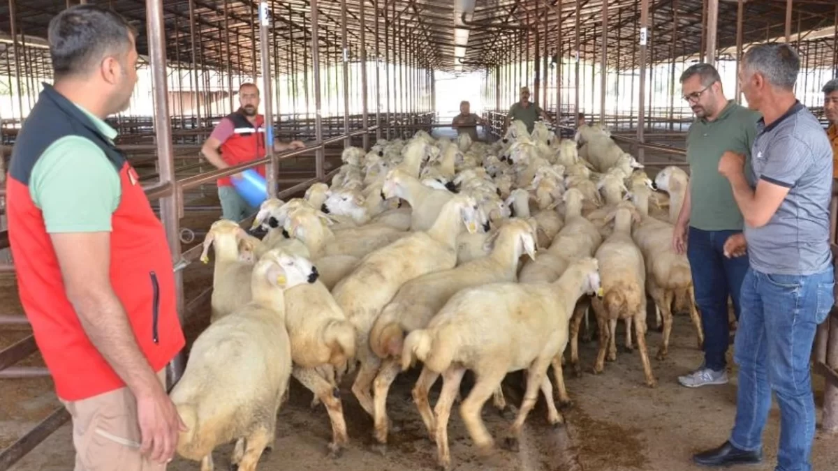 Elbistan’da depremzede Çİftçilere 754 adet koyun verildi