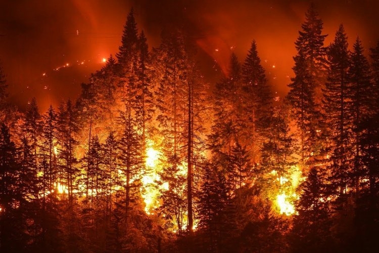 Orman yangınlarının sebebi sabotaj mı, yoksa doğal sebepler mi?