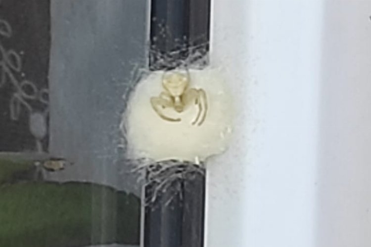 İnsan yüzlü örümcek bu kez de Bilecik'te görüldü! Koruma altına alındı!