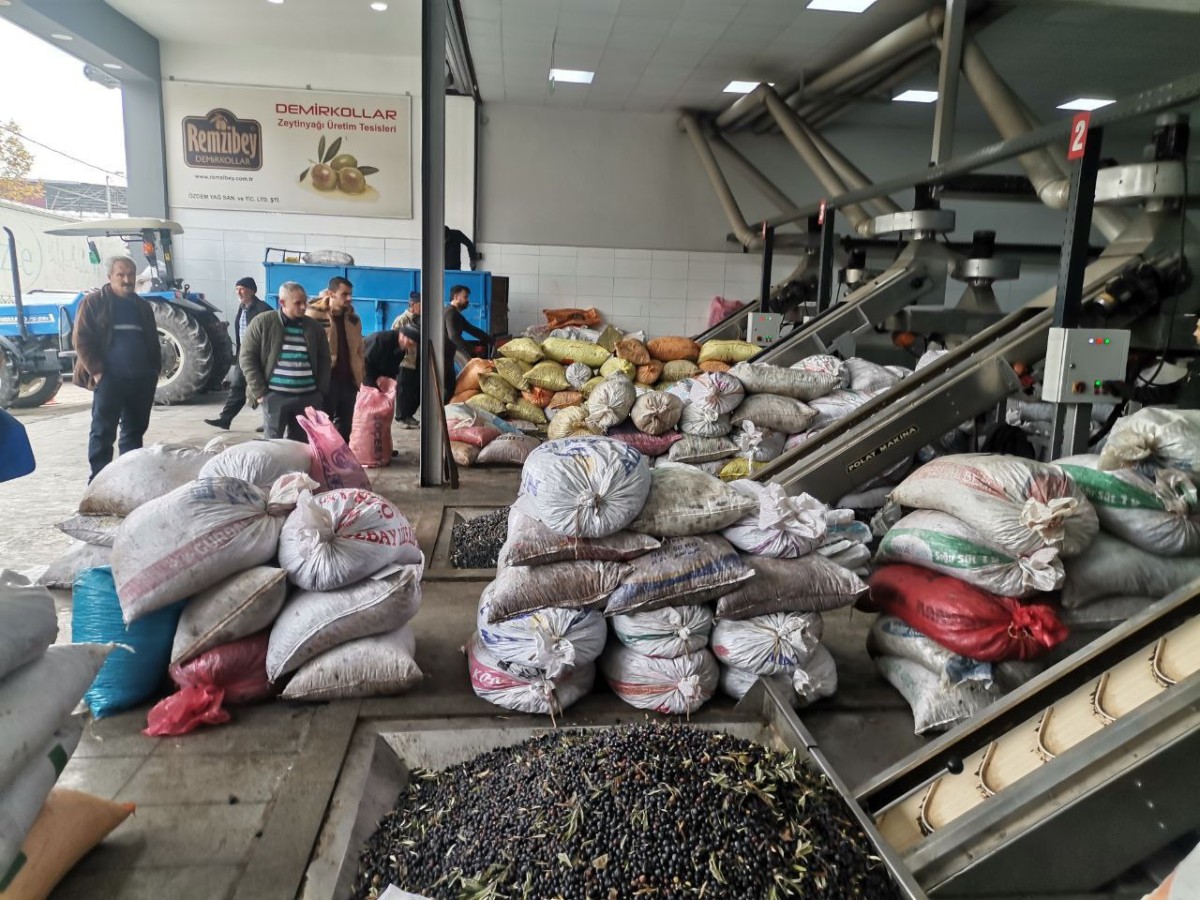 Depremzedelerin Çabasıyla Kahramanmaraş'ta Zeytinyağı Üretimi Yeniden Başladı