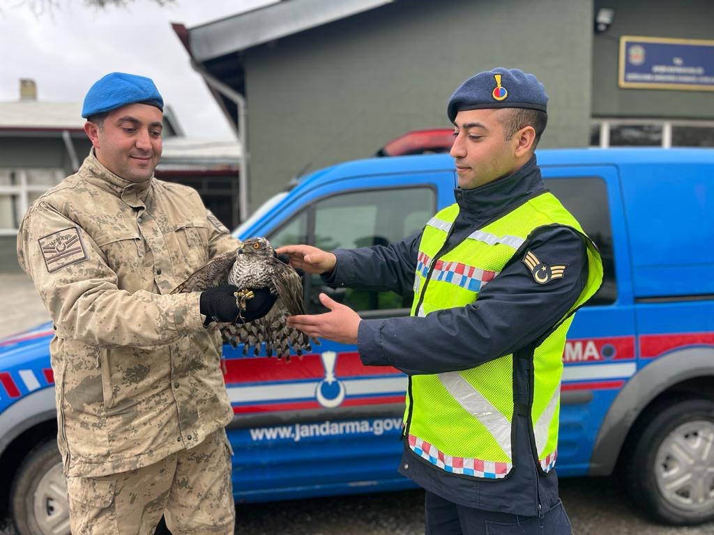 Yaralı Atmaca'yı Jandarma Ekipleri Korudu: Doğaya Dönüş Hazırlıkları Başladı