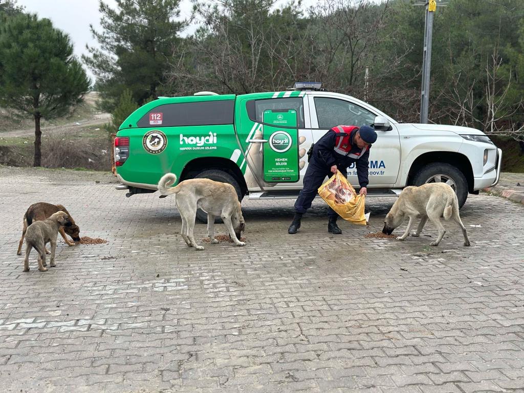 Jandarma Ekiplerinden Anlamlı İnsanlık Hareketi: Sokak Hayvanlarına Yem Bıraktı