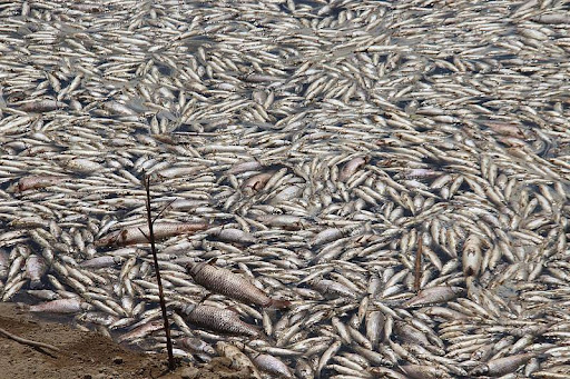 Kahramanmaraş’ta toplu balık ölümleri endişe veriyor  